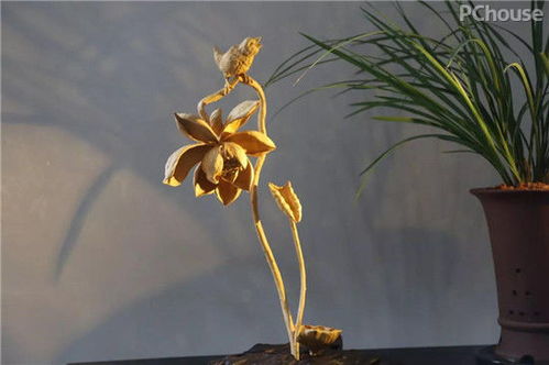 廣州看展靈感 精選軟裝與景觀工程，家居設計瞬間提升高級感